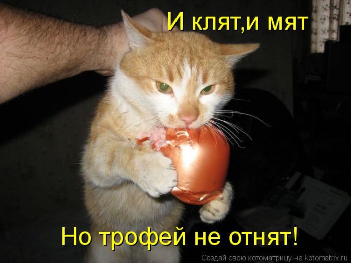 Лучшие котоматрицы недели