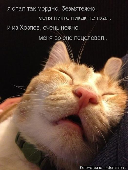 Лучшие котоматрицы недели