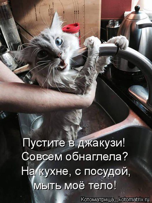 Лучшие котоматрицы недели