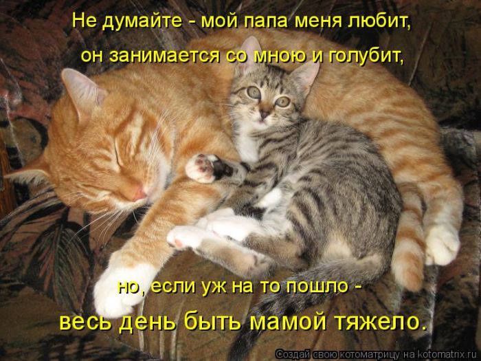 Лучшие котоматрицы недели