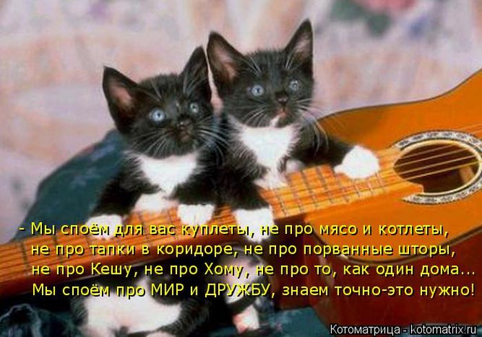 Лучшие котоматрицы недели