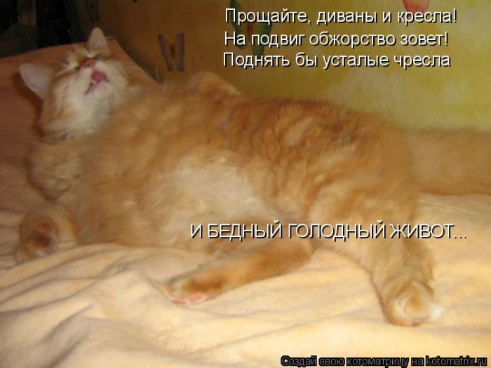 Лучшие котоматрицы недели