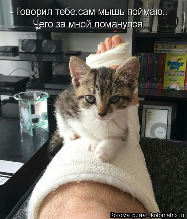 Лучшие котоматрицы недели
