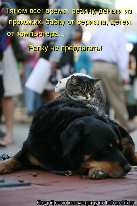 Лучшие котоматрицы недели