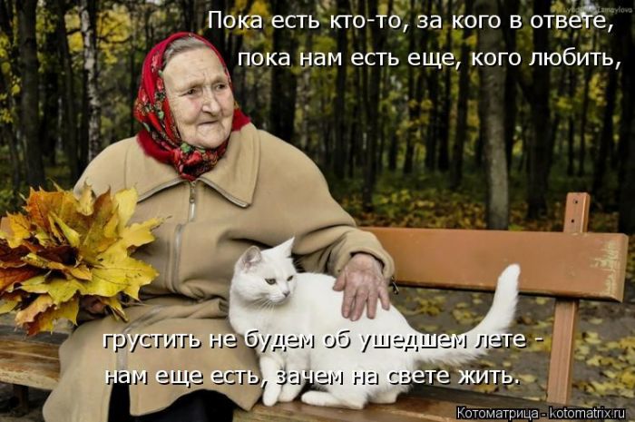 Лучшие котоматрицы недели