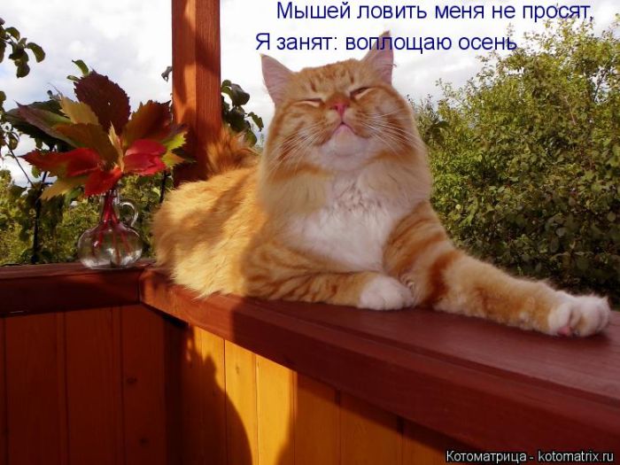 Лучшие котоматрицы недели