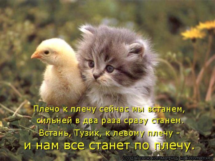 Лучшие котоматрицы недели