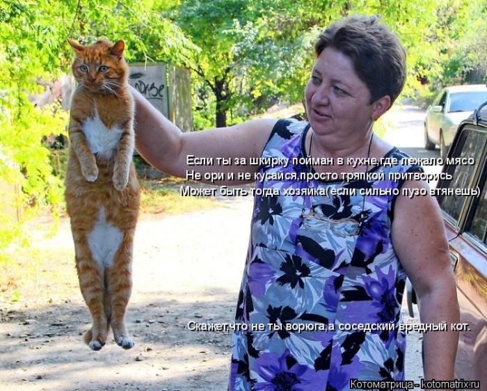 Лучшие котоматрицы недели
