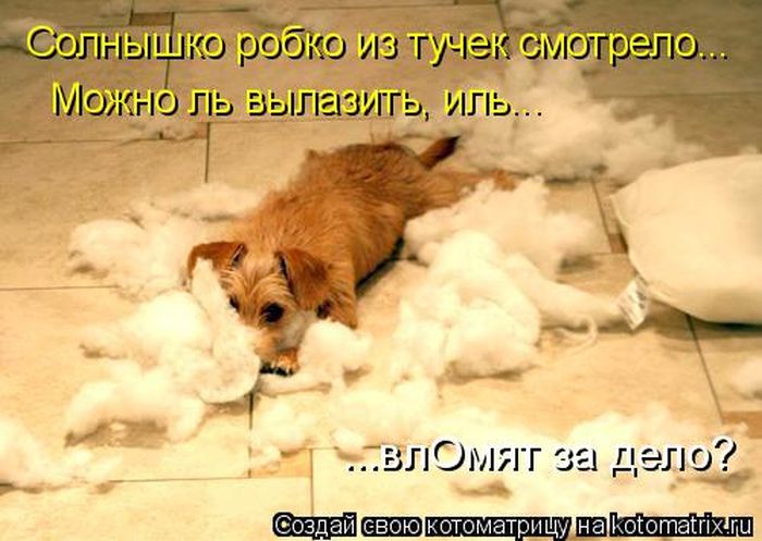 Лучшие котоматрицы недели