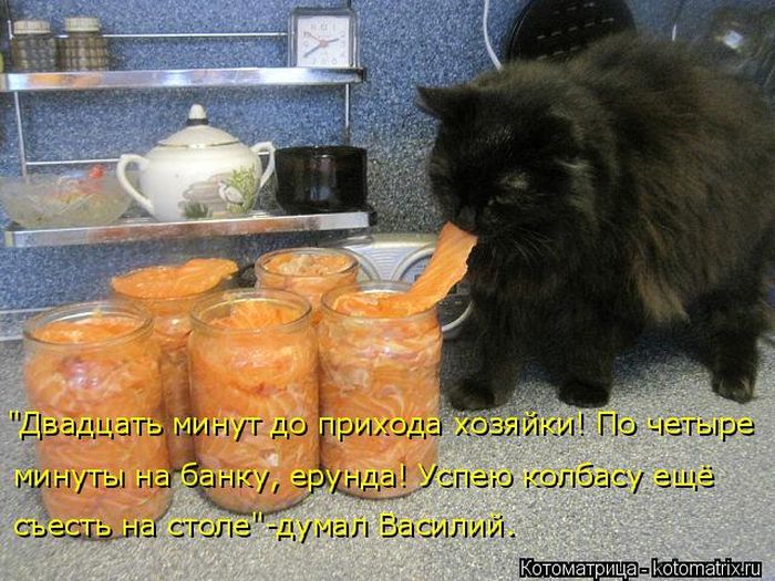 Лучшие котоматрицы недели