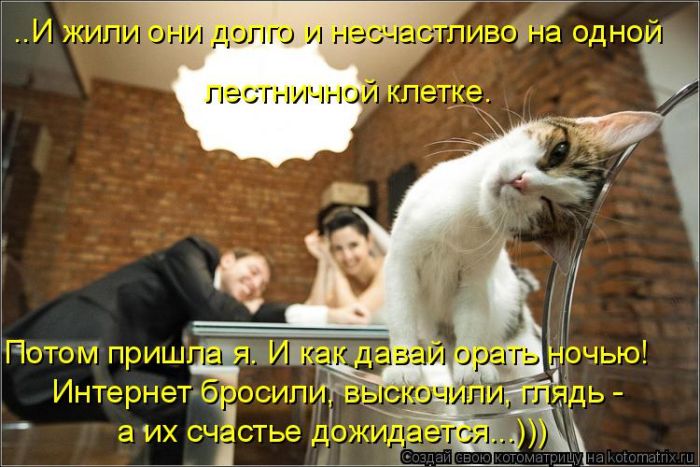 Лучшие котоматрицы недели