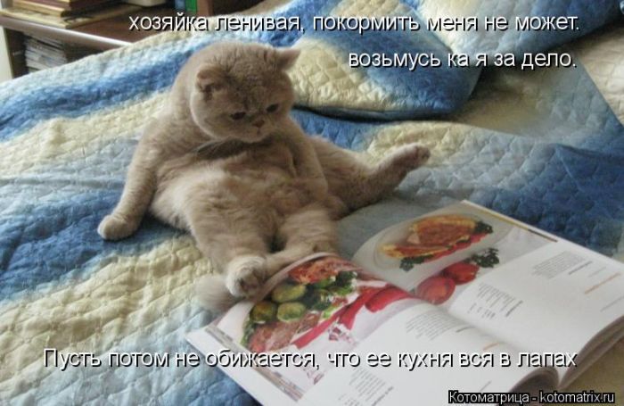 Лучшие котоматрицы недели
