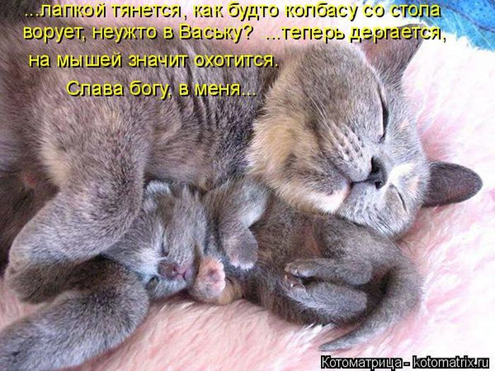 Лучшие котоматрицы недели