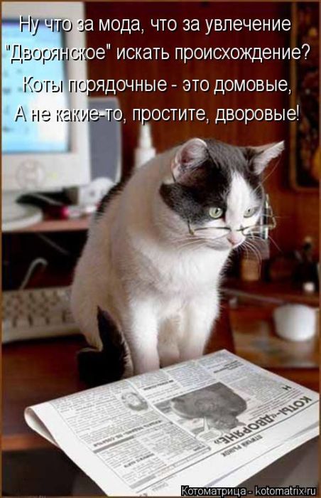 Лучшие котоматрицы недели