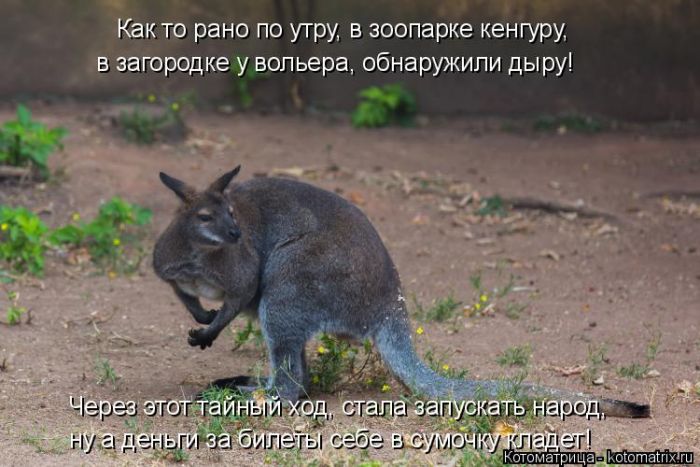 Лучшие котоматрицы недели