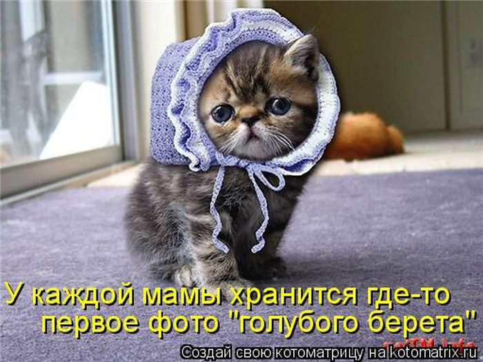Лучшие котоматрицы недели