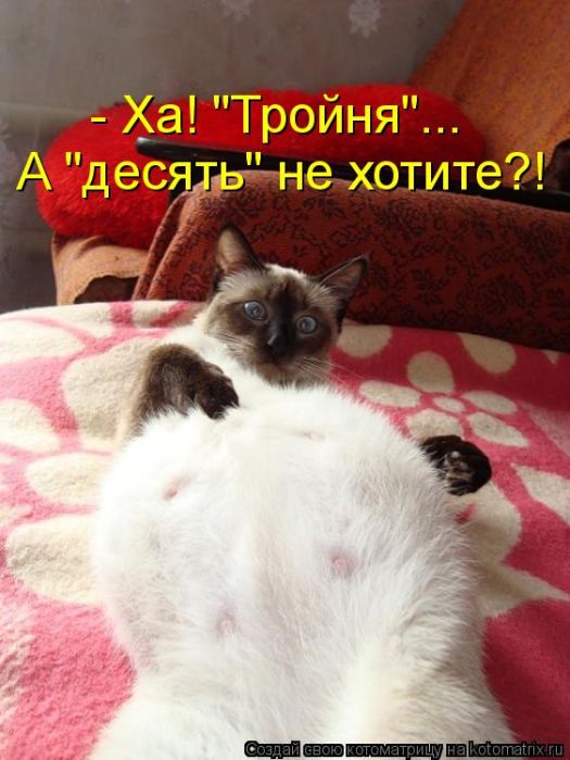 Лучшие котоматрицы недели