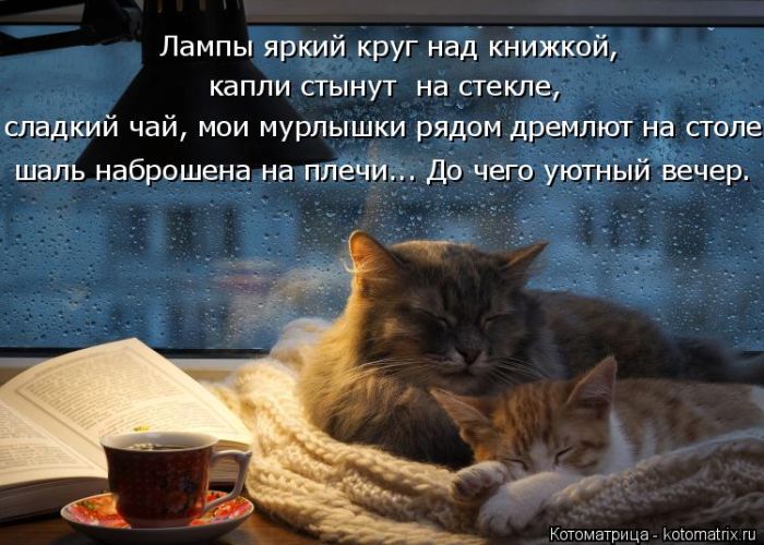 Лучшие котоматрицы недели
