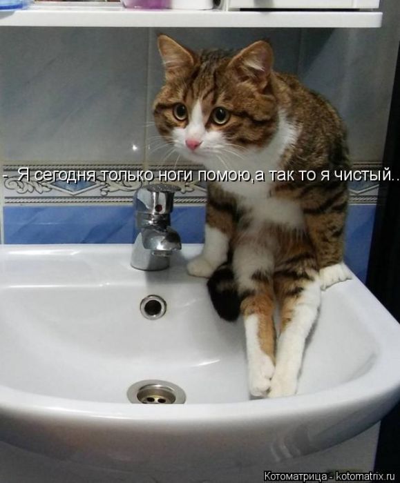 Лучшие котоматрицы недели