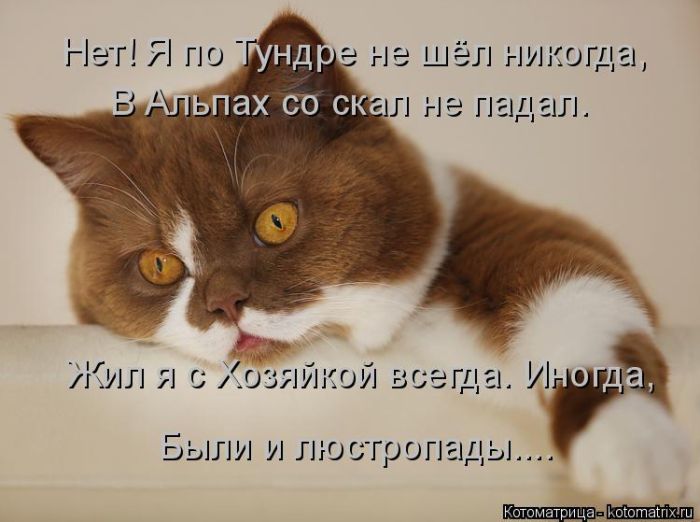 Лучшие котоматрицы недели