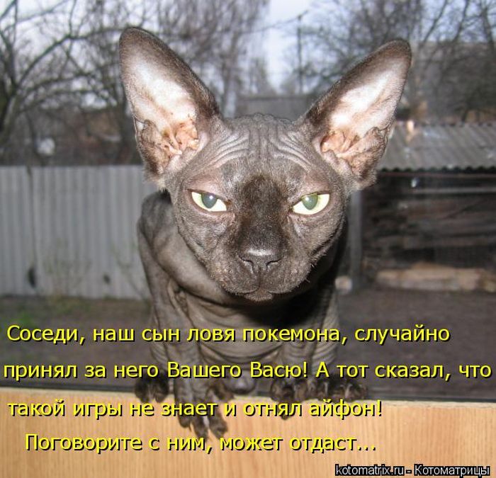 Лучшие котоматрицы недели