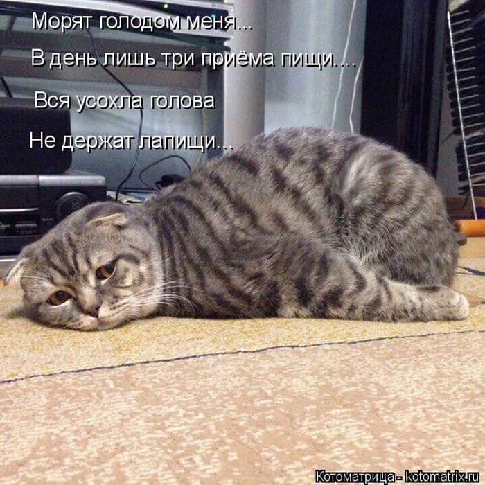 Лучшие котоматрицы недели