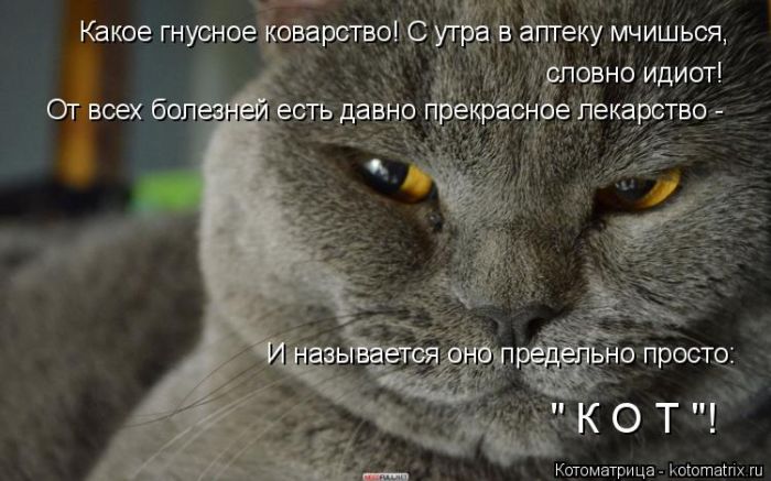 Лучшие котоматрицы недели