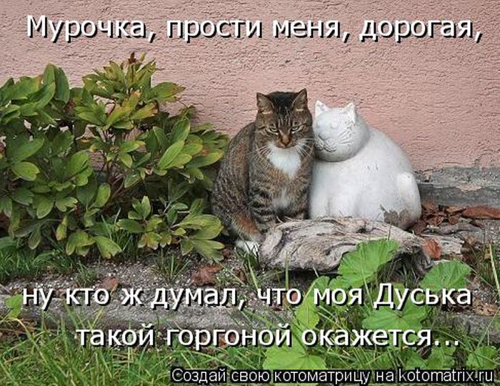 Лучшие котоматрицы недели