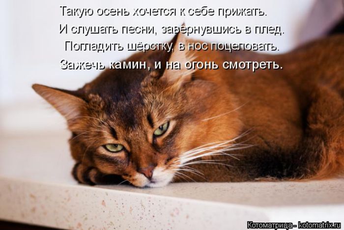 Лучшие котоматрицы недели