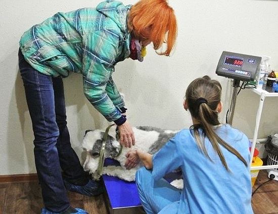 Рожденный заново. Несчастный пес едва не задохнулся в собственной шерсти