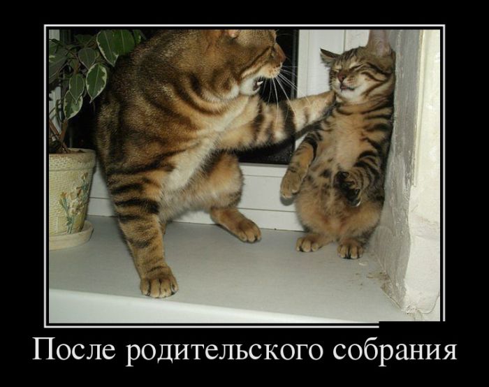 Демотиваторы
