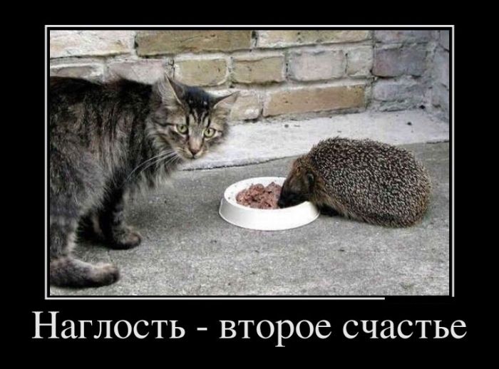 Демотиваторы