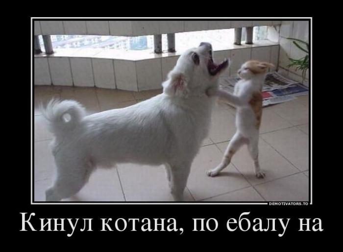 Демотиваторы