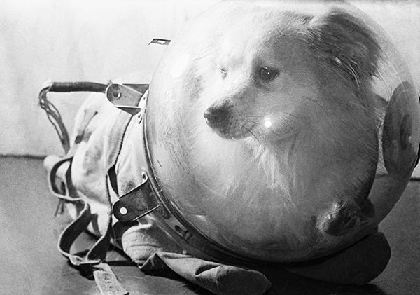 55 лет полету Лайки в космос! 55 лет полету Лайки в космос!