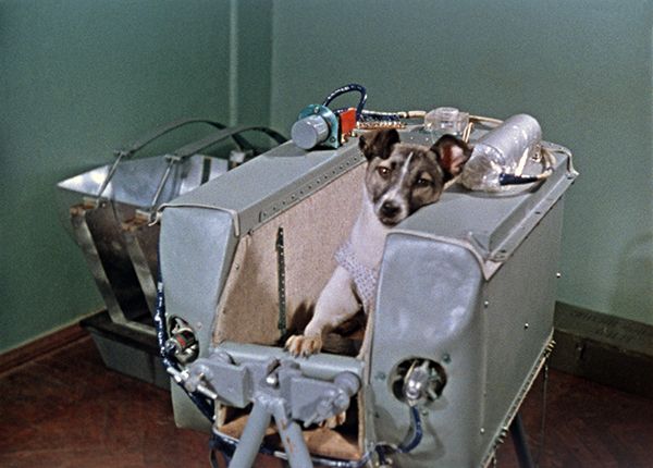 55 лет полету Лайки в космос! 55 лет полету Лайки в космос!
