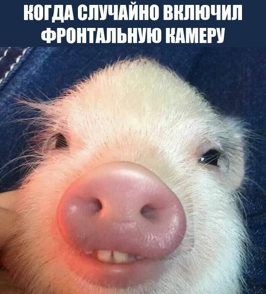 Прикольные картинки
