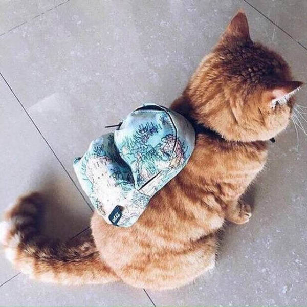 Коллекция эмоциональных снимков