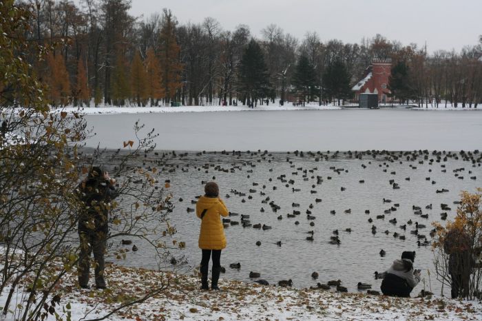 Нашествие уток в Пушкино