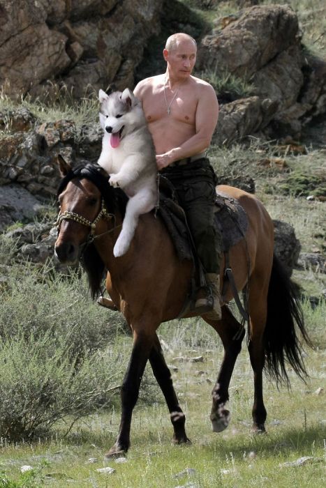 Собака на пальме стала героиней фотожаб