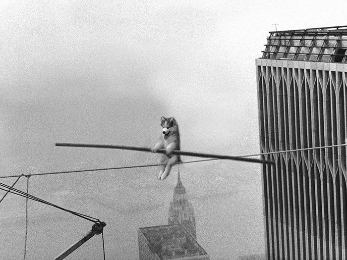 Собака на пальме стала героиней фотожаб