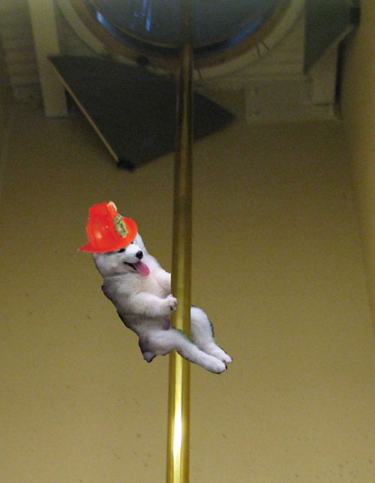 Собака на пальме стала героиней фотожаб