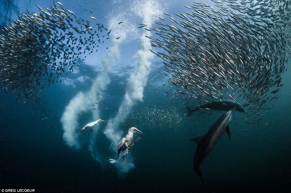 Победители фотоконкурса Siena International Photo Awards