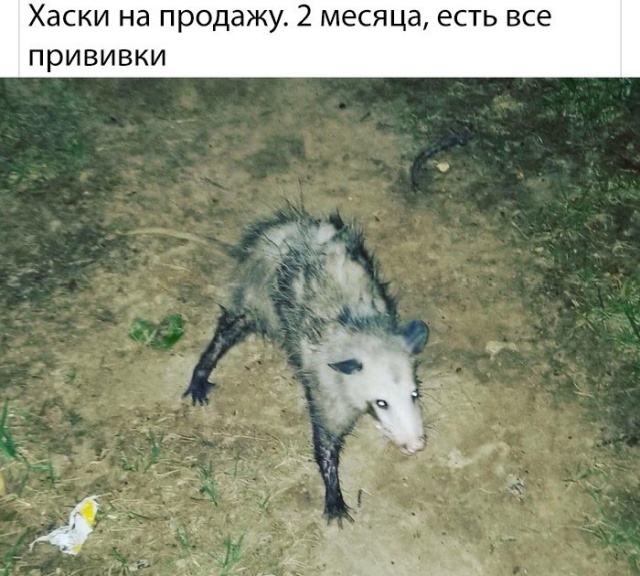 Прикольные картинки