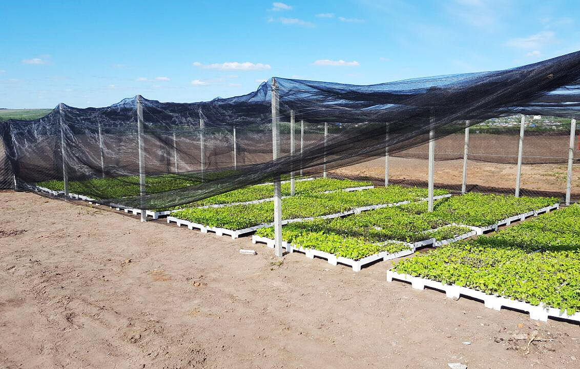 Подробно о выращивании ягод в промышленных масштабах