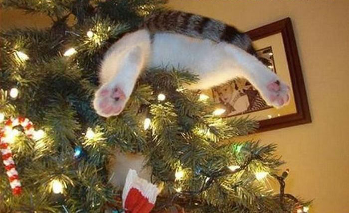 Коты на елках и под елками