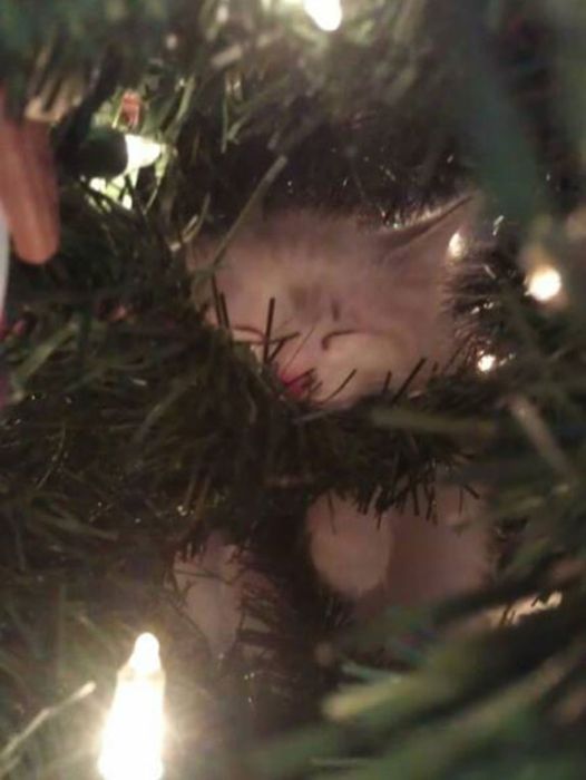 Коты на елках и под елками