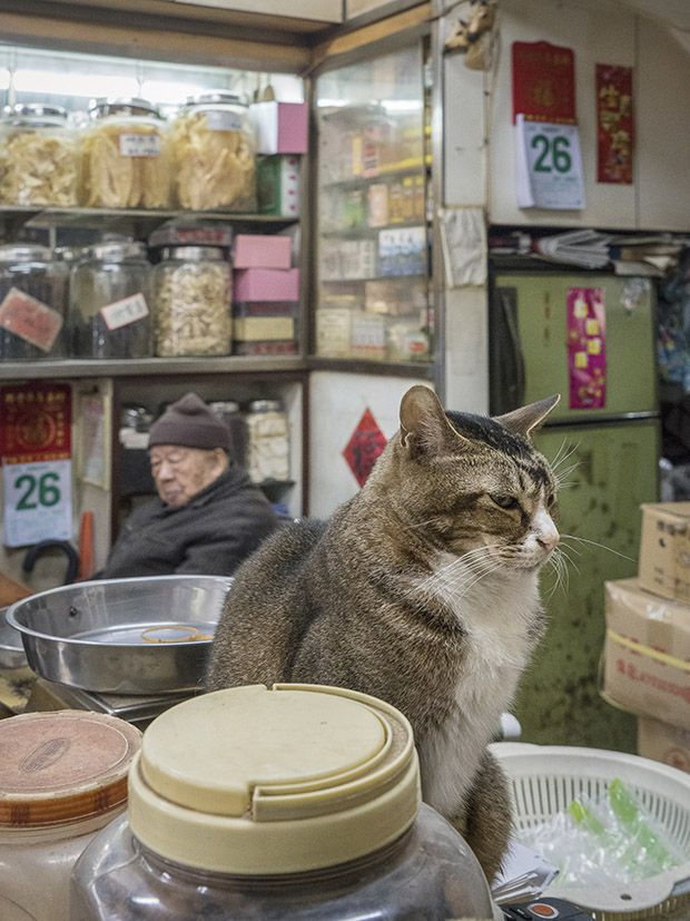 Коты магазинчиков Гонкога
