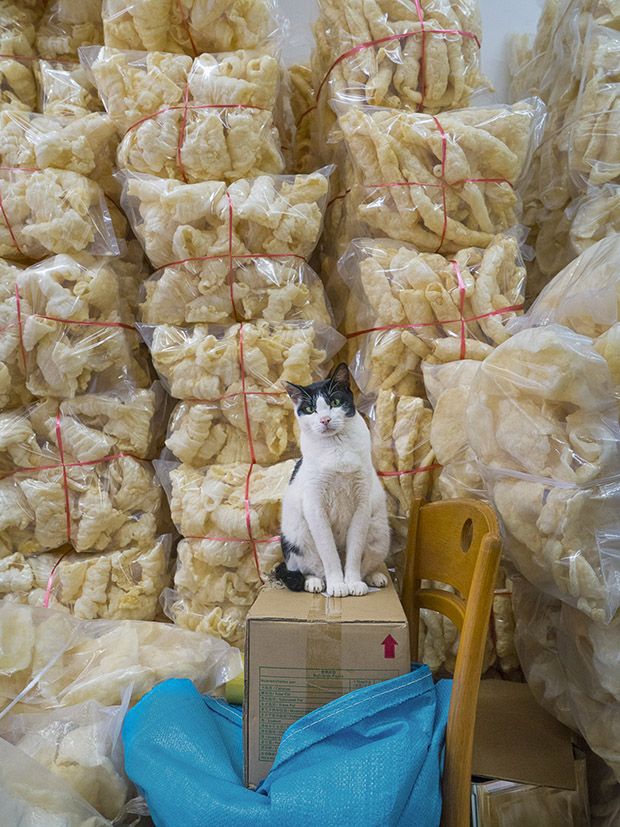 Коты магазинчиков Гонкога