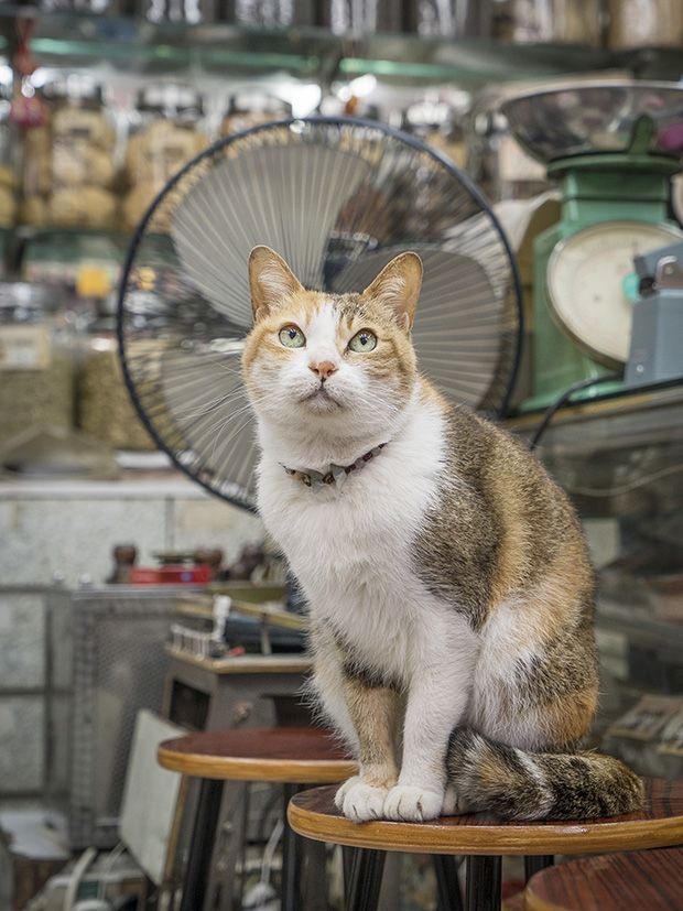 Коты магазинчиков Гонкога