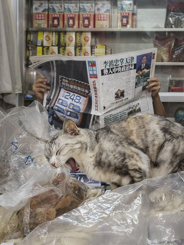 Коты магазинчиков Гонкога